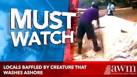 Locals Baffled By Creature That Washes Ashore, Then One Man Decides To Cut It Open [video]