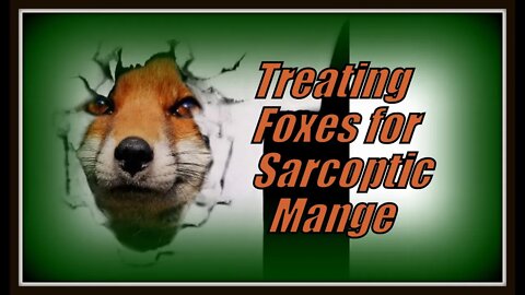 🦊 Treating an urban #fox with sarcoptic mange - and how we are going to treat Apple