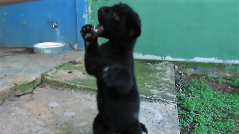 Black Jaguar Cub Loves To Play With Caretaker