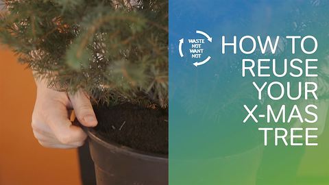 Waste not want not: How to reuse your x-mas tree!