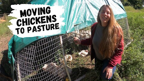 Raising Meat Chickens on Pasture | Moving Chicks Outdoors