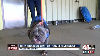 Dogs abandoned at animal shelter making slow recovery
