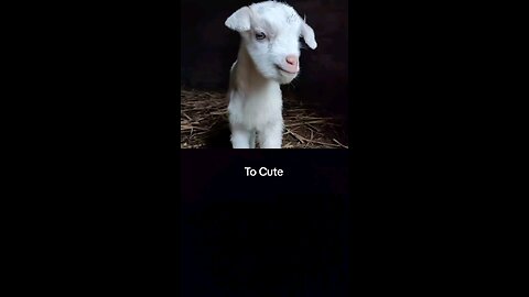 Baby Goat Crys