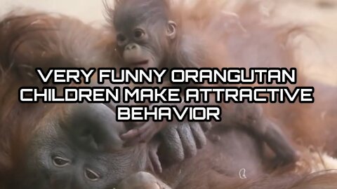 VERY FUNNY ORANGUTAN CHILDREN MAKE ATTRACTIVE BEHAVIOR