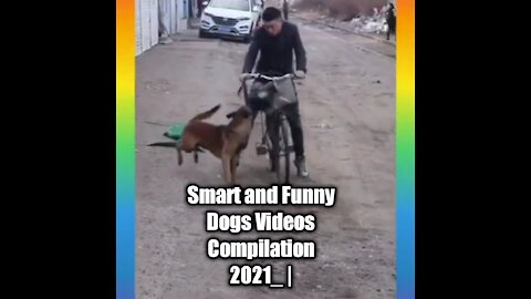 Smart and Funny Dogs Videos 2021_ |