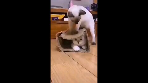 best funny 😂 cute cat and dog video clip