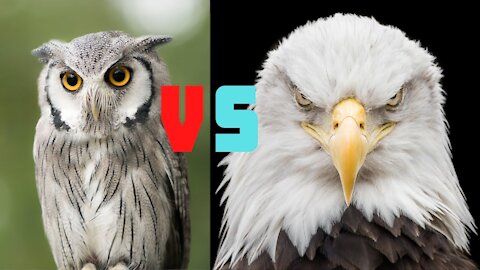 owl vs eagle comparison who will win!