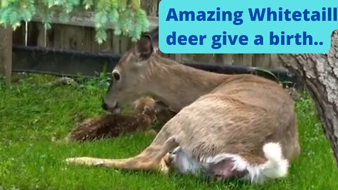 Amazing Whitetail deer give a birth...