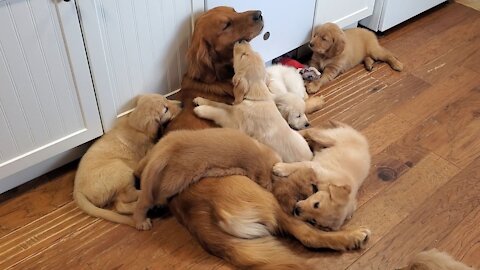 Golden Retriever Dad Babysits Puppies(Really Cute)