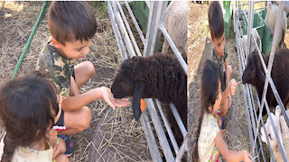 For the first time my little girl sees sheep.