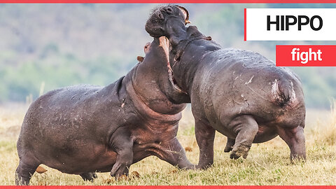Incredible pictures show two male hippos clashing in an epic riverside fight