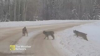 Trio of lynx slink across Alberta road