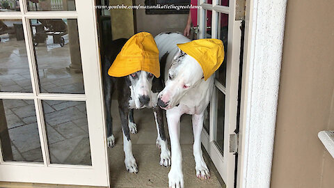 Weather dogs sport their yellow rain hats