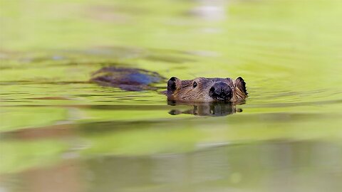 Beaver Rewilding Impacts Measured by NASA//dxbduba1