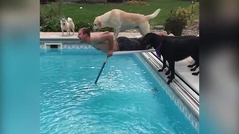 Eager Dogs Push Man On Diving Board Into A Pool