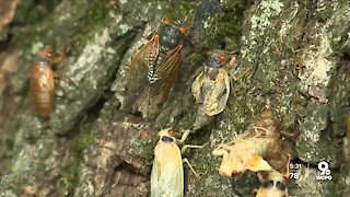 Turns out cicadas quiet down when it's raining