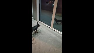 Puppy barks at his reflection during walk