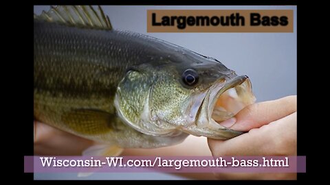 Wisconsin Largemouth Bass Kiss Underwater Camera VIDEO - Landman Realty LLC
