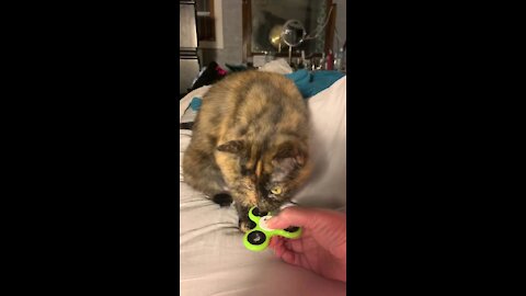 Luna Loves Fidget Spinners! 😻