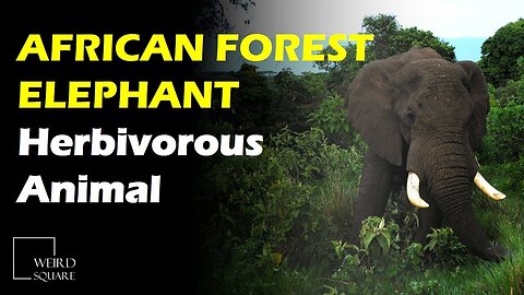 The African Forest Elephant is one of two Elephant subspecies found on the African continent.