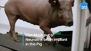 Elon Musk demonstrates Neuralink working on a pig's brain