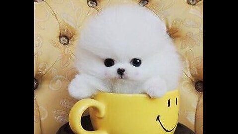 Cute teacup dog / Pomeranian small funny dog