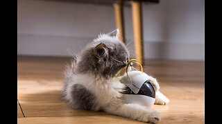 Robot Cat Toy Allows You To See & Talk To Your Pet Anywhere