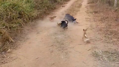 leopards attacks dog / 4 dog vs Bear Real Fight