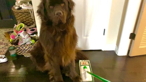 Newfoundland won’t budge for mom to mop