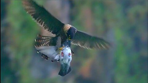 Сокол Сапсан поймал голубя. Falcon Peregrine caught a dove.