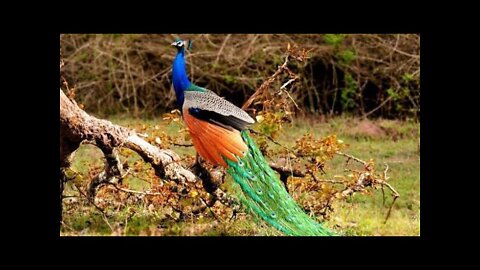 Most Beautiful Peacock | that's Wonderful #amazing #top10 #telent #trending