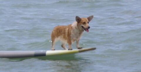 Adorable Little Corgi Learns How to Surf - Cuteness Overload