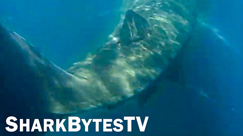 Shark Bytes TV Ep 20, Giant Monster Submarine Basking Shark Found Alive - Mega Sharks