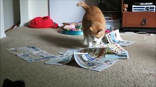 Cat has strange obsession with newspaper