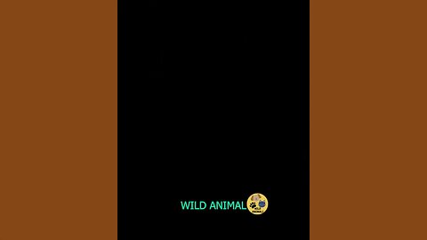 Funny animal videos 🤣😹