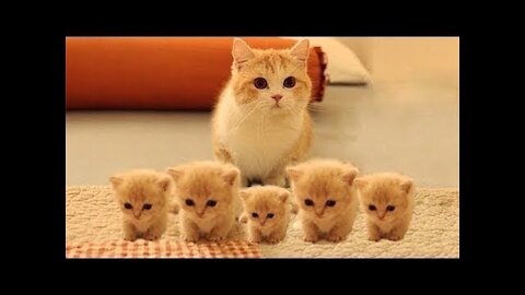 Little cutie kittens