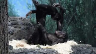 Des singes jouent tels des êtres humains dans un zoo américain