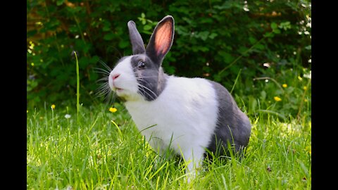 A cute, gluttonous bunny eating a lettuce leaf 🐰😂😄