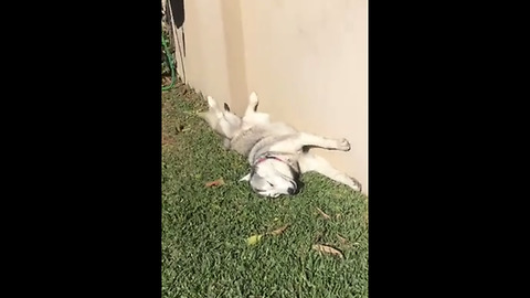 Husky sunbathes in hilariously bizarre position