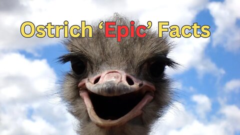 Epic Ostrich Unknown Facts