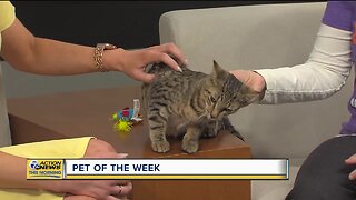 Pet of the Week - Owen