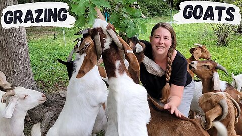Naughty Goats Escape! | Rotationally Grazing Goats In The Woods
