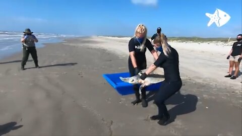 Large Kemp’s Ridley Sea Turtle Released After Recovering from Apparent Shark Attack