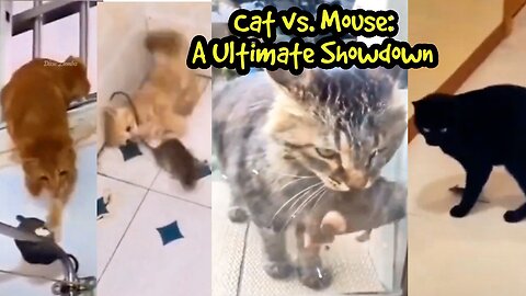 Cat vs. Mouse: A Ultimate Showdown