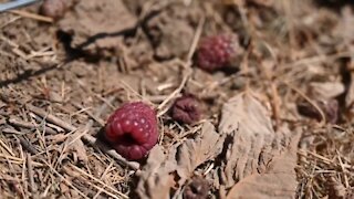 Sunburnt raspberry crops strike farmers across B.C