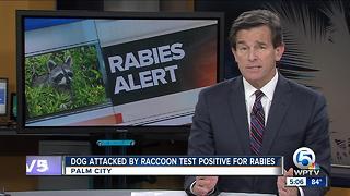 Rabies alert