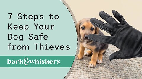 7 Steps to Keep Your Dog Safe from Thieves