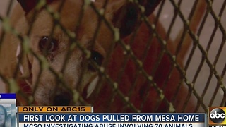Animals in quarantine after found living in Mesa home