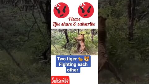Two tiger fighting each other $ #shorts #youtubeshorts