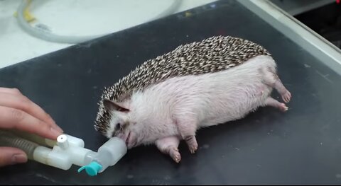 Hedgehog Visits Hospital With Swollen Body